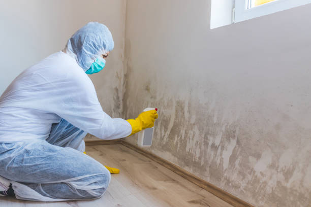 Licensed Mold Remediation service in Towson, MD - 24 Hour Mold Removal
